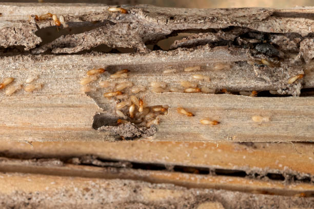 Best Best Pest Control Near Me  in Clinton, MS